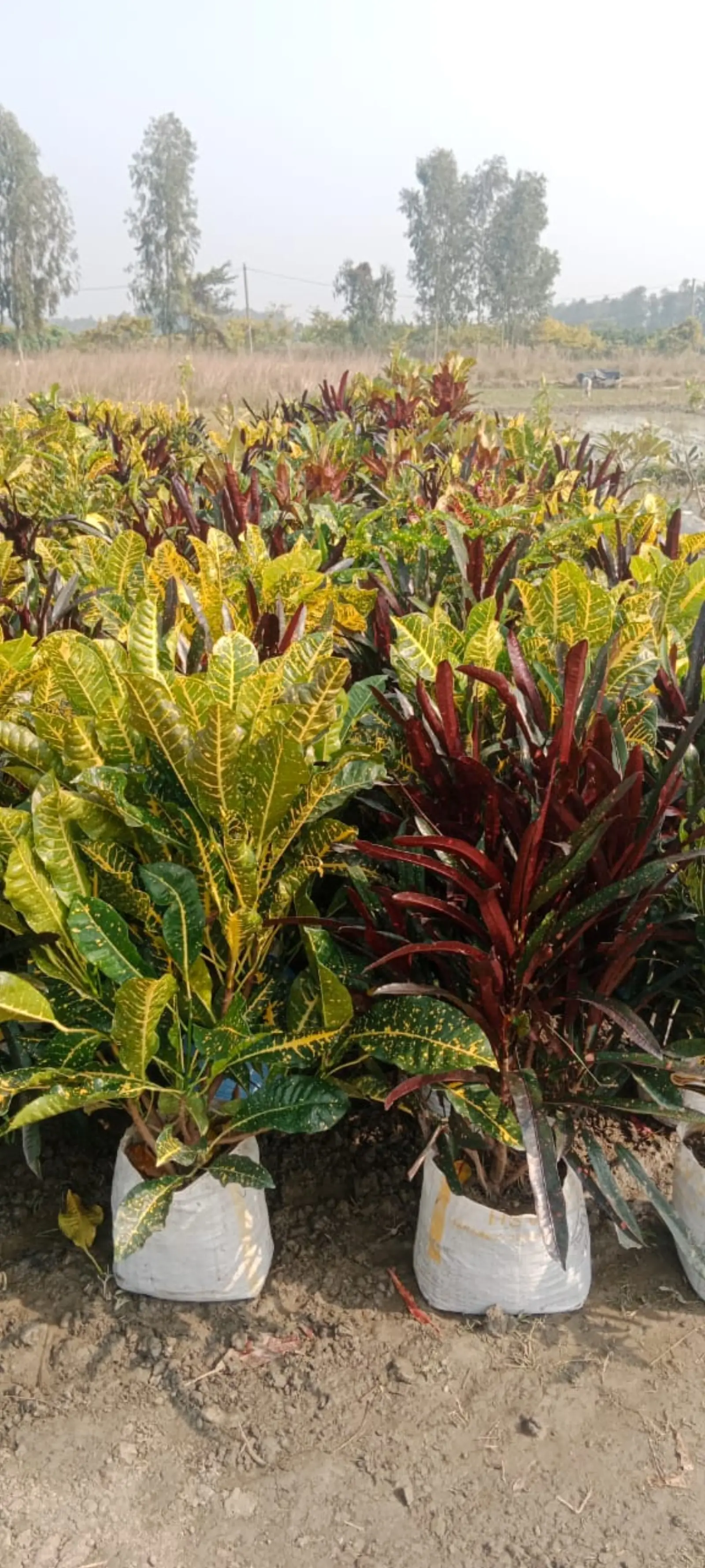 Mixed Croton varieties