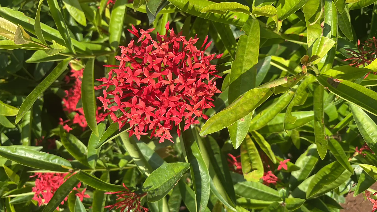 Red Ixora flower cluster