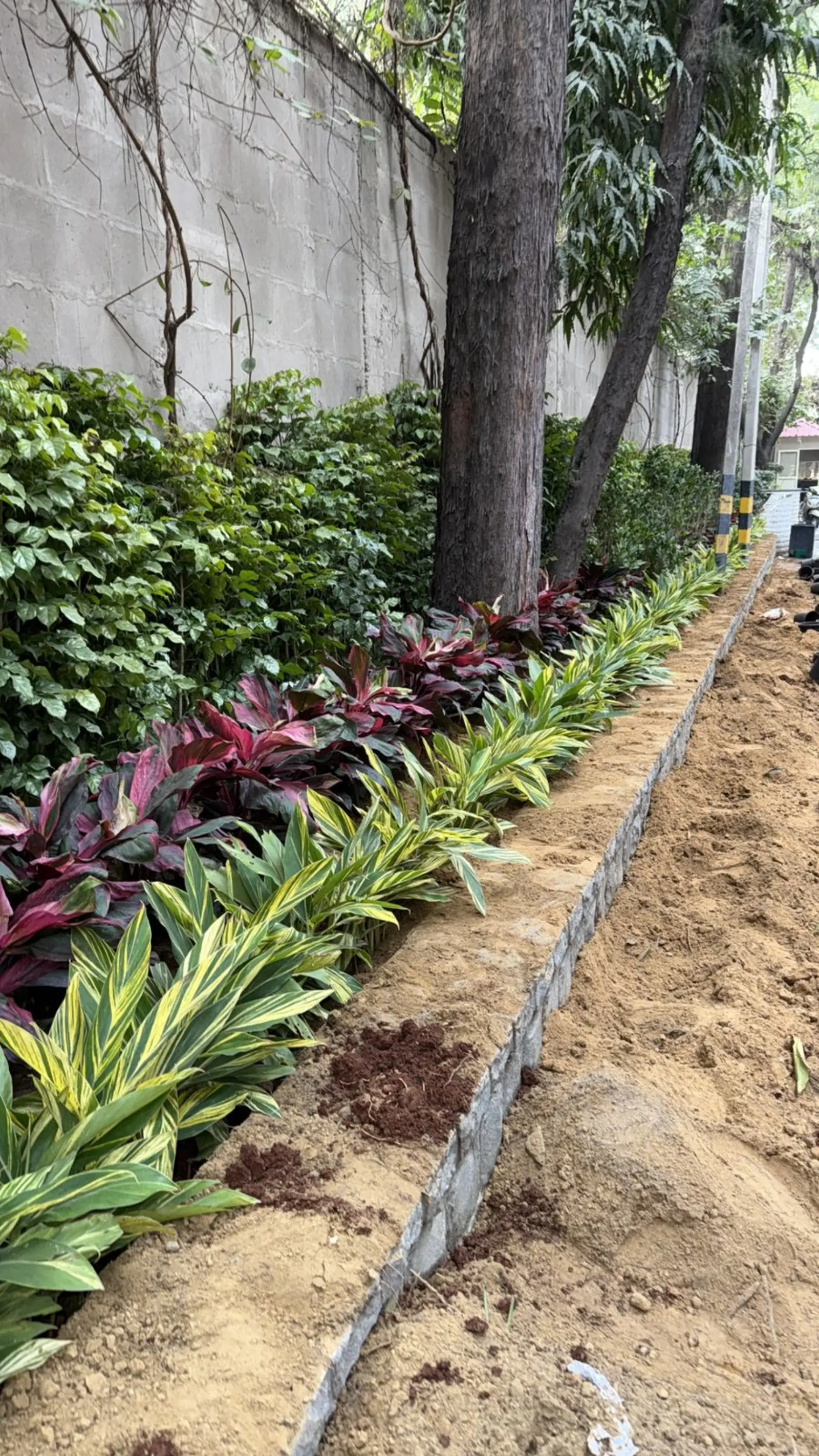Layered border planting along wall