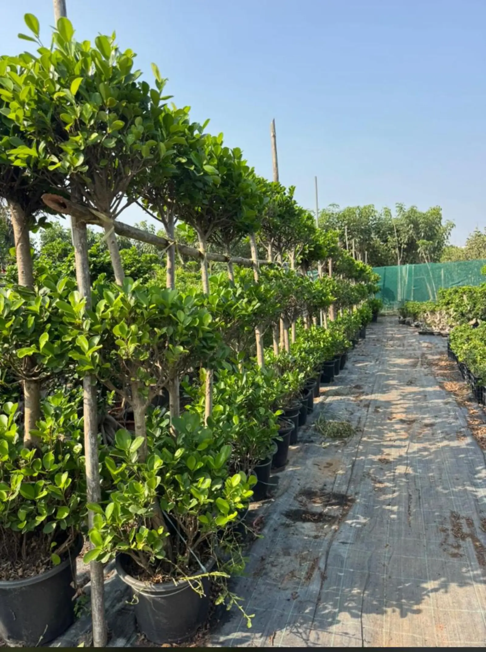 Trained ficus hedge row